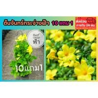ราคา ต้นจันทร์กระจ่างฟ้า กระถาง 10 นิ้ว ไม้เลื้อย ดอกสีเหลือง ต้นกล้า ซุ้มประดับ จัดสวน แต่งบ้าน ต้นไม้มงคล ฟอกอากาศ ต้นกล้า (41201515063)