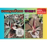 ราคา นางพญาคล้าทอง ต้นไม้มงคล ต้นไม้ในร่ม ไม้คลุมดิน ประดับ ตกแต่ง มงคล จัดสวน พืช ฟอกอากาศ ปลูกง่าย ธรรมชาติ ทนแดด ทนฝน (41052515595)