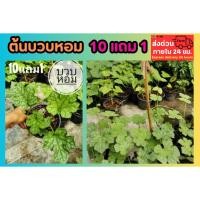 ราคา ต้นบวบหอม บวบกลม ต้นบวบ ปลอดสาร ปลูกง่าย ธรรมชาติ สมุนไพรไทย ผักสวนครัว ต้นไม้ สวน ผัก ไม้ฟอกอากาศ ผักสลัด ผักพื้นบ้าน (40801501858)