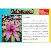 ราคา ต้นสับประรดสี นีโอดอนน่า Neo Donna Bromeliad ต้นไม้มงคล ฟอกอากาศ สีชมพู จัดสวน แต่งบ้าน ไม้ป่า ไม้ประดับ สวนต้นไม้ ป่า (27687041811)