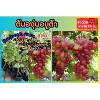 ราคา ต้นองุ่นอนูต้า ปลูกง่าย ผลดก ลูกสีแดง ไบคานัว ไซมัสคัส ต้นไม้ซุ้ม ต้นกล้า เมล็ดพันธุ์ กิ่งชำ กิ่งตอน ผลไม้ มะเดื่อฝรั่ง (24745342381)