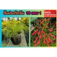 ราคา ต้นประทัดจีน กระถาง 8 นิ้ว ดอกสีแดง ไม้ดอก ไม้มงคล ไม้ดอกพุ่ม ต้นไม้ฟอกอากาศ จัดสวน แต่งบ้าน ผลไม้ สมุนไพร สวน (24645159823)