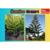 ราคา ต้นสนฉัตร สูง 1 เมตร ไม้ยืนต้น ต้นคริสมาสต์ ไม้ป่า สวน ต้นไม้แดด จัดสวน แต่งบ้าน ซิลเวอร์โอ๊ค ต้นกล้า เมล็ดพันธุ์ ไม้ใบ (52702764783)