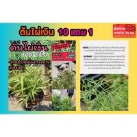 ราคา ต้นไผ่เงิน ปลอดภัยสำหรับสัตว์เลี้ยง ปลอดสาร ต้นหญ้าแมว แคทนิป ต้นอ่อนข้าวสาลี อาหารแมว ทรายแมว ยาปูสนาม ต้นไม้คลุมดิน (48902955431)