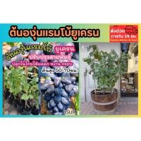 ราคา ต้นองุ่นแรมโบ้ยูเครน ผลไม้ ผัก สวนครัว ไม้เลื้อย สีม่วง ต้นกล้า กระถาง ต้นไม้ เมล็ดพันธุ์ แอปเปิ้ล ส้ม สวนผลไม้ (43902525811)