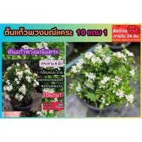 ราคา ต้นแก้วพวงมณีแคระ ดอกไม้แดด ต้นไม้มงคล โบรานหายาก ดอกสีขาว ดอกแก้ว แก้วเจ้าจอม แก้วพวงดวงใจ ธรรมชาติ กระถาง เมล็ดพันธุ์ (43610640242)