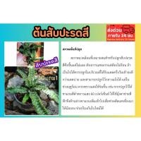 ราคา ต้นสับปะรดสี Cryptanthus Hybrid ต้นไม้ ธรรมชาติ พันธุ์ไม้ ฟอกอากาศ แต่งบ้าน ไม้ประดับ ต้นไม้ ฟอกอากาศ สวน จัดสวน (43502552124)