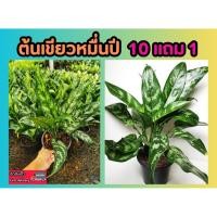 ราคา ต้นเขียวหมื่นปี อโกลนีมา แก้วกาญจนา ต้นไม้มงคล ไม้ประดับ สมุนไพร ต้นไม้ ฟอกอากาศ สวน จัดสวน แต่งบ้าน สวนตรัว (25558485776)