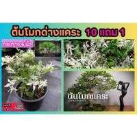 ราคา ต้นโมกด่างแคระ โมกด่างขาว ขนาดกระถาง 6 นิ้ว ต้นไม้ด่าง บอนไซ ฟอกอากาศ ไม้มงคล จัดสวน แต่งบ้าน ดิน หินปุ๋ย ไม้แดด ผัก ยา (25479876069)