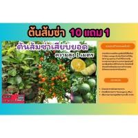 ราคา ต้นส้มซ่า สูง 1เมตร ผลไม้โบราณ หายาก ไม้เสียบยอด ผักสวนครัว มะนาว ส้ม สมุนไพร ไทย แก้อาการเจ็บคอ ต้นไม้มงคล (25384224096)