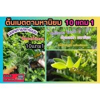 ราคา ต้นเมตตามหานิยม ไม้มงคลปลูกในบ้าน เสริมโชคลาภ การงาน การเงิน ความรัก ต้นไม้ฟอกอากาศ ผักสวนครัว ผลไม้ ปุ๋ยหิน กระถาง ป่า (25380771780)