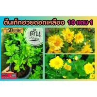 ราคา ต้นเก็กฮวยดอกเหลือง สมุนไพร แก้ร้อนใน เบญจมาศ ผักสวนครัว สมุนไพรจีน อินทรีย์ สวน ต้นไม้ แต่งบ้าน ดิน ปุ๋ย กระถาง ดอกไม้ (25328871045)