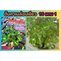 ราคา ต้นคาเมล่อนเขียว ไม้มงคลจิ๋ว ไม้ประดับ ต้นไม้ในบ้าน ฟอกอากาศ แดดรำไร หรือ ที่ร่ม สมุนไพร ต้นไม้ ฟอกอากาศ สวน ปุ๋ย (25179499819)