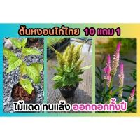 ราคา ต้นหงอนไก่ไทย หงอนไก่ดง ไม้ดอก ไม้ประดับ จัดสวน แต่งบ้าน ดอกพืช ต้นหญ้า หงอนไก่ป่า ต้นไม้สมุนไพร ไม้มงคล สมุนไพรไทย ผัก (25130896414)