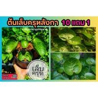 ราคา ต้นเ ล็บครุฑลังกา ต้นไม้ สวนครัว จานธรรมชาติ ไม้ประดับ สมุนไพร ฟอกอากาศ จัดสวน แต่งบ้าน ปุ๋ย ป่า ดิน หิน พืชยืนต้น (25079717859)