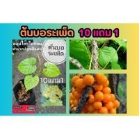 ราคา ต้นบอระเพ็ด สมุนไพรไทย ต้นไม้หายาก ไม้โบราณ ไม้ดอก ไม้เลื้อย สวน ผัก แต่งบ้าน ฟอกอากาศ ปุ๋ย ดิน กระถาง ปลอดสาร ปลูกง่าย (25033984376)