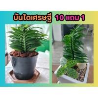 ราคา บันไดเศรษฐี ไม้มงคล ต้นว่านตีนตะขาบ ไม้ประดับ สมุนไพร ต้นไม้ สวนฟอกอากาศ จัดสวน แต่งบ้าน วางโต๊ะทำงาน ปลูกง่าย ปุ๋ย (25030881269)