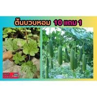 ราคา ต้นบวบหอม ผักสวนครัว ต้นบวบกลม ผักพื้นบ้าน แกง ต้ม ผัด ต้นบวบ สมุนไพรไทย ต้นไม้ สวน ผัก ไม้ฟอกอากาศ ผักสลัด แต่งบ้าน (25025627989)
