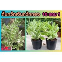 ราคา ต้นกวักเงินกวักทอง ต้นไม้มงคลเสริมโชคลาภ ต้นด่างขาวเรียกทรัพย์ ไม้ประดับ ไม้ฟอกอากาศ ไม้ใบ สวน แต่งบ้าน ผักสวนครัว รั้ว (24929863402)