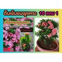 ราคา ต้นเข็มชมพูแคระ ดอกไม้กินได้ แต่งบ้าน จัดสวน ทนแดด ทนแล้ง ฟอกอากาศ หญ้าสนาม ปูหญ้า ผักสวนครัว สลัด ไม้มงคล ดอกเข็ม ปลูก (24825101314)