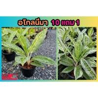 ราคา อโกลนีมา บัลลังเงิน ต้นใหญ่ ไม้มงคล ไม้ประดับ ปลูกง่าย ธรรมชาติ ตกแต่งสวน แต่งบ้าน ทนแดด ทนฝน ไม้ประดับ ต้นแข็งแรง (24808481623)