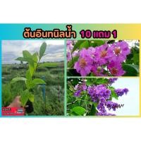 ราคา ต้นอินทนิลน้ำ ดอกสีม่วง ดอกสีชมพู ต้นไม้ให้ร่มเงา ไม้ยืนต้น ฟอกอากาศ ไม้มงคล ผัก ผลไม้ ดิน หิน ปุ๋ย กระถาง สวน สมุนไพร (24777866427)