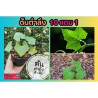 ราคา ต้นตำลึง กระถาง 3 นิ้ว ผักสวนครัวรั้วกินได้ พืช ผลไม้สวน ต้นอ่อน ไร่นา ธรรมชาติ แต่งบ้าน ปลูกตามรั้ว ไม้เรื้อย รั้ว (24775594314)