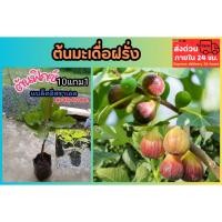 ราคา ต้นมะเดื่อฝรั่ง พันธุ์แบล็คอิสราเอล ต้นฟิกซ์ มะเดื่อฝรั่ง ผลไม้ สวนครัว ผัก ปลอดสาร ต้นไม้ ไม้มงคล ฟอกอากาศ ดิน (24734606759)