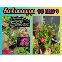 ราคา ต้นเข็มชมพูนุช ต้นสูง50 70 ซม ออกดอกง่าย ไม้แดด ไม้ดอก ไม้ประดับ จัดสวน แต่งบ้าน ดิน ปุ๋ย ผัก ผลไม้ กระถาง หิน ต้นไม้ (24708481616)