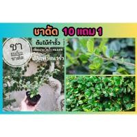 ราคา ชาดัด เลี้ยงง่าย โตไว ชาฮกเกี้ยน ทนแดด ตกแต่งบ้าน ต้นไม้ทำรั้ว ตกแต่งสวน พืช ยืนต้น ปลูกง่าย ธรรมชาติ กำแพง ดิน ปุ๋ย (24629261155)
