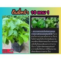 ราคา ต้นยี่หร่า สมุนไพรไทย ต้นไม้ ผักสวนครัว เครื่องเทศ อาหาร สลัด ต้นกล้า เมล็ดพันธุ์ ดิน ปุ๋ย กิ่งชำ ผลไม้ ใบ (24477507853)