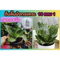 ราคา ต้นลิ้นมังกรแคระ ไม้ฟอกอากาศ ไม้ประดับ ตกแต่งสวน แต่งบ้าน ฟาร์มไม้มงคล ป่าธรรมชาติ ปุ๋ย หิน ปลูกง่าย วางโต๊ะทำงาน (24329879794)