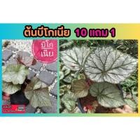 ราคา ต้นบีโกเนีย Begonia บีโกเนียไฮบริด ไม้ประดับในร่ม แต่งสวน ตกแต่งบ้าน ธรรมชาติ ปลูกง่าย ต้นกล้า แข็งแรง ปุ๋ย ดิน หิน (24284522603)