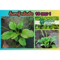 ราคา ต้นหญ้าเอ็นยืด ต้นผักกาดน้ำ สมุนไพรไทย อภัยภูเบศน์ ยาสมุนไพร แก้ปวดเมื่อย ผักสวนครัว ดิน ปุ๋ย กระถาง ไม้ดอก ปลูกง่าย (24281108957)