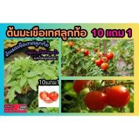 ราคา ต้นมะเขือเทศลูกท้อ พืชผักสวนครัวผักสด จัดสวน ผักปลอดสาร อินทรีย สมุนไพรไทย แต่งบ้าน ปุ๋ย ดิน หิน เมล็ดพืช ต้นไม้ ผลไม้ (24275636607)