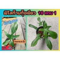 ราคา ฟิโลก้ามกุ้งเขียว ต้นไม้ Philodendron pedatum ไม้ฟอกอากาศ ปลูกธรรมชาติ ไม้มงคล ไม้ด่าง ดิน กระถาง แต่งบ้าน สวน (24230581462)