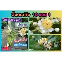 ราคา ต้นกระทิง สูง 50 75 ซม ต้นสารภีทะเล ต้นไม้ ไม้เศรษฐกิจ ไม้ป่า ไม้ฟอกอากาศ ไม้มงคล กล้าไม้ ปุ๋ย ดิน ไม้ดอก ยืนต้น ตกแต่ง (24179512978)