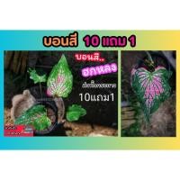 ราคา บอนสี ฮกหลง กระถาง 4 6 นิ้ว ต้นไม้ฟอกอากาศ ไม้ใบ บอน ไม้มงคล ไม้ประดับ ไม้ด่าง แต่งสวน แต่งบ้าน ดิน ปุ๋ย (24134414695)