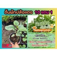 ราคา ต้นผักปลังแดง สมุนไพร แก้ท้องผูก ผักสวนครัว ดิน หิน ปุ๋ย กระถาง เมล็ดพันธุ์ ต้นไม้ ใบ ฟิกอากาศ พื้นบ้าน บำรุงไต (24075654866)