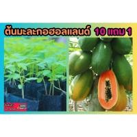 ราคา ต้นมะละกอฮอลแลนด์ ไม้ต้นกล้า ผลไม้ สวนครัว ธรรมชาติ สวน รอบบ้าน ริมรั้ว ยืนต้น ผลสุก ปลอดสารพิษ ลำต้นแข็งแรง ปลูกง่าย (24075612730)