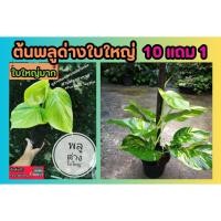 ราคา ต้นพลูด่างใบใหญ่ ต้นไม้ ฟอกอากาศ ไม้มงคล ไม้ในร่ม สวน ตกแต่ง บ้าน ร่มรื่น ปลอดสาร ปลูกง่าย ธรรมชาติ ป่า ปุ๋ย ดิน หิน (24030242083)