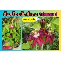 ราคา ต้นสร้อยฟ้าสีแดง กระถาง10นิ้ว ไม้เลื้อย ไม้ดอก ฟอกอากาศ มีกลิ่นหอม ต้นไม้มงคล หายาก ผัก สวน ดินหิน เมล็ดพันธุ์ ต้นกล้า (22763658345)