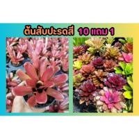 ราคา ต้นสับปะรดสี ไม้ฟอกอากาศ แต่งบ้าน ในร่ม ต้นไม้มงคล รำไร ไม้ใบ สวนเฟิรน คอนโด จัดสวน ปุ๋ย ดิน หิน กระถางต้นไม้ หญ้า ผัก (20396548405)