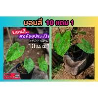 ราคา บอนสี สาวน้อยประแป้ง กระถาง 4 6นิ้ว ต้นไม้ฟอกอากาศ ไม้ใบ ไม้มงคล ไม้ประดับ ไม้ด่าง แต่งสวน แต่งบ้าน ดิน ปุ๋ย (18387661790)