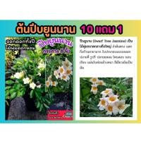 ราคา ต้นปีบยูนาน ทรงพุ่ม ดอกสีขาว ดอกสีอมชมพู ดอกหอมตลอดทั้งวันทั้งคืน มงคล ดิน ปุ๋ย กระถาง ผัก ต้นไม้ ต้นกล้า เมล็ดพันธ์ุ (29954738479)