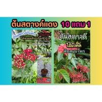 ราคา ต้นสตางค์แดง ต้นกะตังใบ ต้นไม้มงคลเสริมด้านการเงิน สมุนไพรไทย ต้นกล้า เมล็ดพันธุ์ กิ่งตอน ปุ๋ย ดิน กระถาง ผักสวนครัว (29806260528)