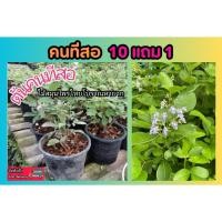 ราคา คนทีสอ คนทีสอขาว ดอกม่วง ผีเสื้อน้อย ปลูกง่าย ฟอกอากาศ สมุนไพร ยืนต้น ผักสวนครัว ดิน ปุ๋ย กระถาง ต้นไม้ โบราณ ไม้ดอก (29800816270)