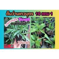 ราคา ต้นว่านเทวบุตร ไม้แหย่แย้ เมตตามหานิยม พญานาคราช ต้นไม้ให้หวย สายด้านค้าขาย โชคลาภไม้มงคล เทวรูป บูชา มูเตลู ผัก ผลไม้ (29706778132)