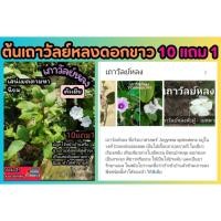 ราคา ต้นเถาวัลย์หลงดอกขาว ตัวเมีย ไม้มงคล เมตตามหานิยม ค้าขายขึ้น เครือเถาหลง เครือเขาหลง เสน่ห์ บูชา ธรรมชาต ดอกม่วง ต้นไม้ (29507544582)