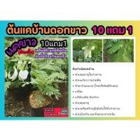 ราคา ต้นแคบ้านดอกขาว ต้นสายพันธุ์เตี้ย สมุนไพร ผักสวนครัว ต้นกล้าไม้ สลัด น้ำพริก ดับกลิ่นปาก ปุ๋ยดิน กระถาง จัดสวน สด แคนา (29354741232)